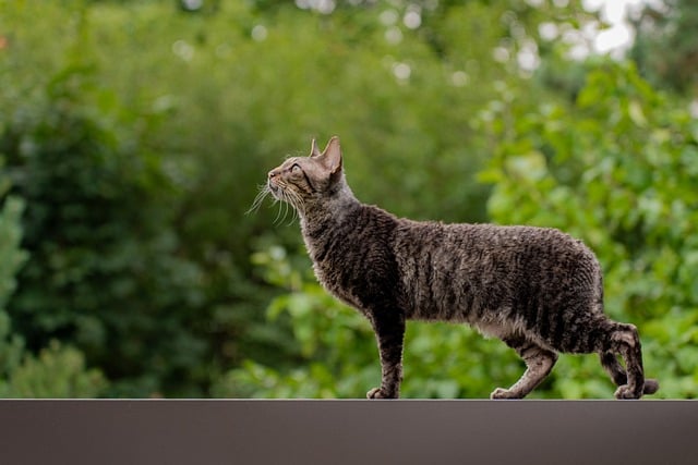pet-sitting-640x480-26437104.jpeg