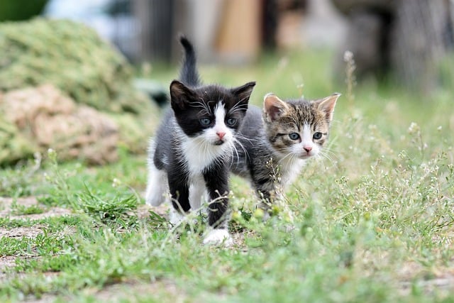 pet-sitting-640x480-69676985.jpeg