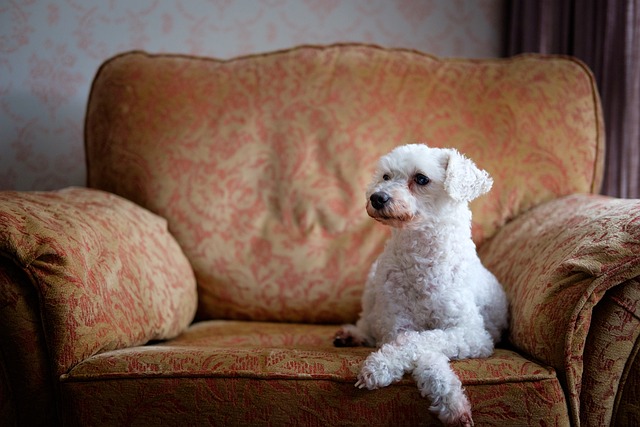 pet-sitting-640x480-51334059.jpeg