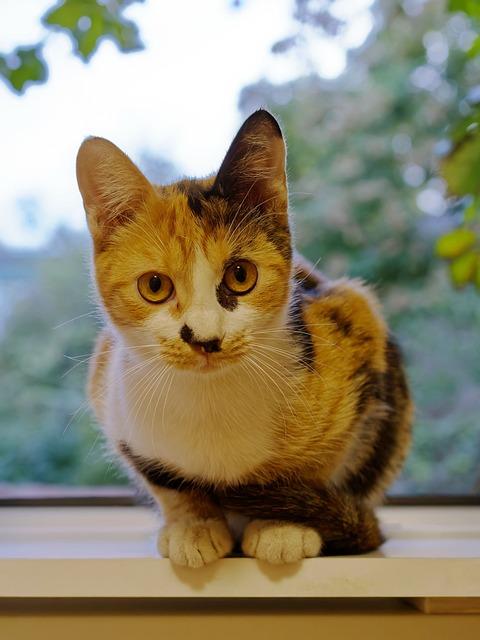 pet-sitting-640x480-62508611.jpeg