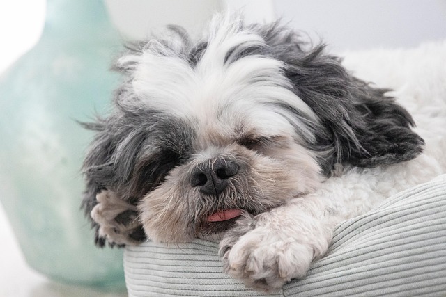 pet-sitting-640x480-68516612.jpeg