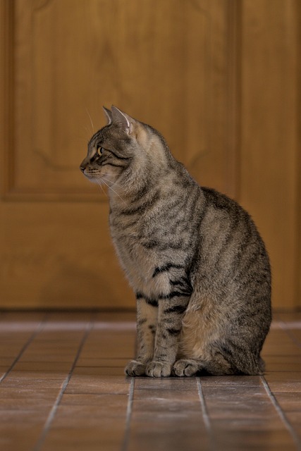 pet-sitting-640x480-69393916.jpeg