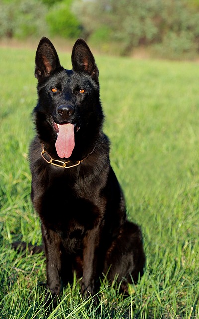 pet-sitting-640x480-85422960.jpeg