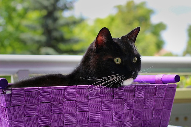 pet-sitting-640x480-98999599.jpeg