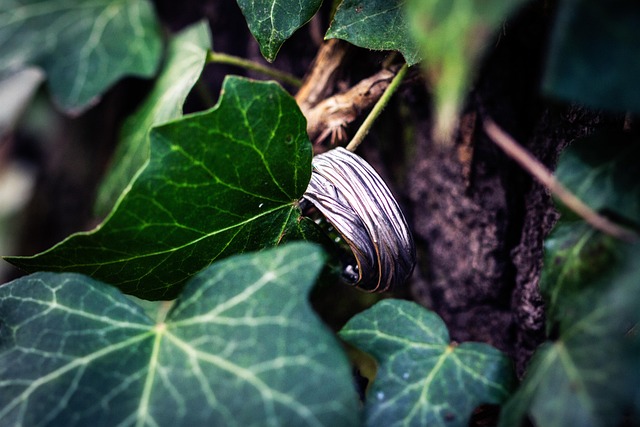 wedding ring