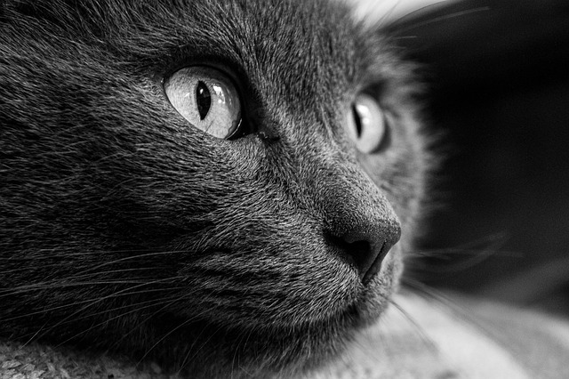 chat
