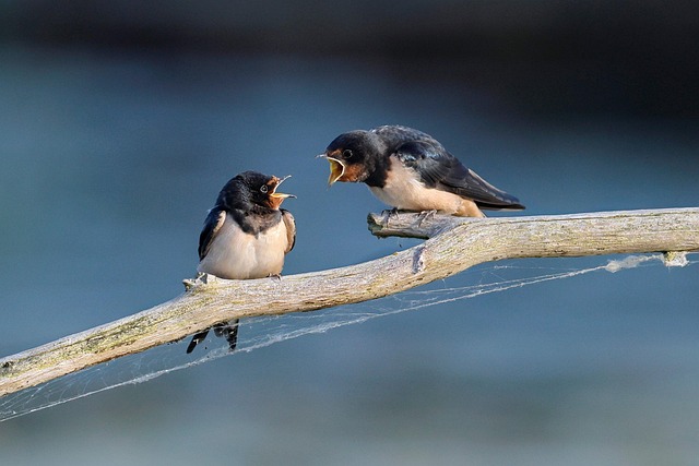 conversation