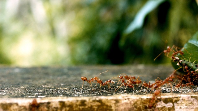 teamwork-640x480-26513992.jpeg