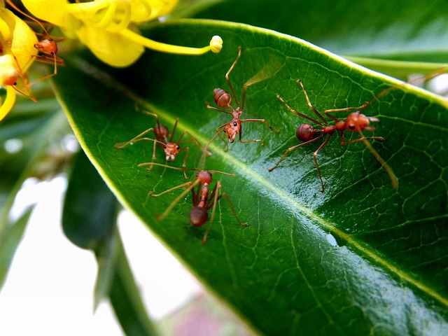 teamwork-640x480-95545024.jpeg