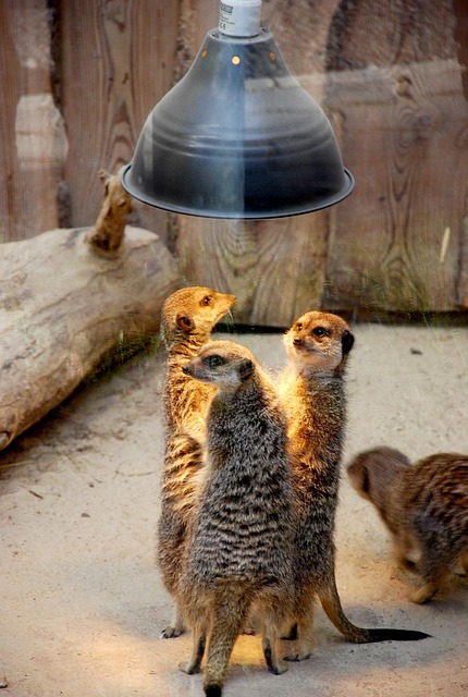 conversation