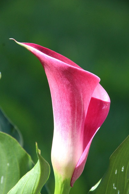 funnel