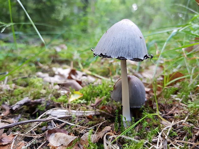 funnel